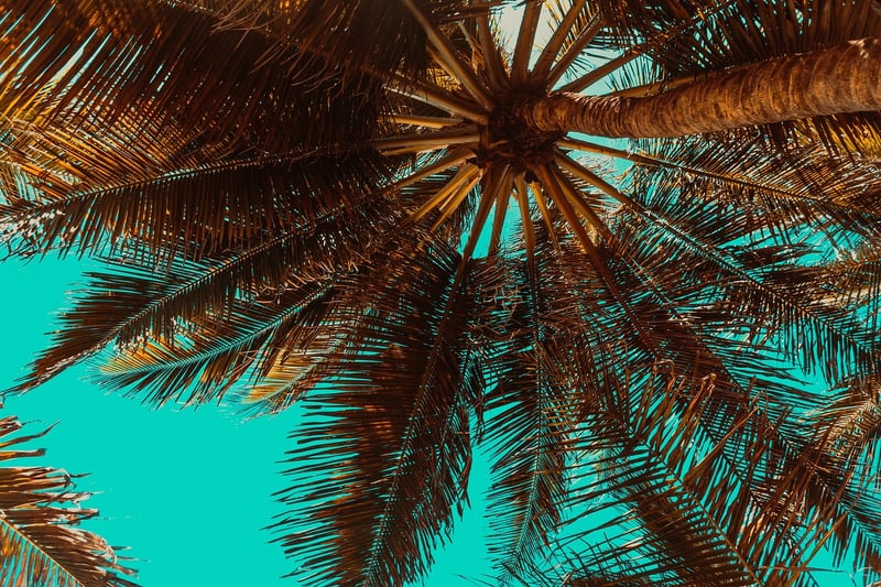 Palm Trees on a Tropical Beach